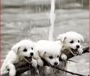 M1612011_Brave Dog Rescues Drowning Puppies In heroic dog s…_part2