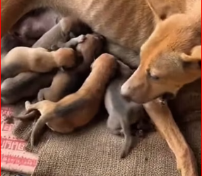 M1612018_Just asking for a hug #CuteDog #StrayDog #Kind-heartedStray #Dog #Open…_Part 2