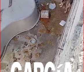 M1612012_They punish her by chaining her up so she can’t move. She has already been reported to the municipality, and they have done nothing. This post is with…