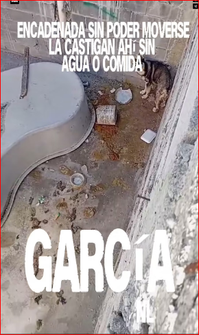 M1612012_They punish her by chaining her up so she can’t move. She has already been reported to the municipality, and they have done nothing. This post is with…