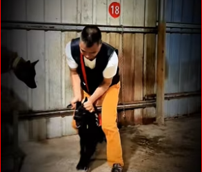 M1612013_Aggressive dog training tips #dogtraining #dogtrainer #dogtrainingtip…_part2