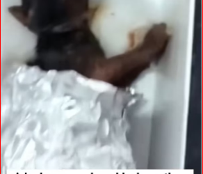 M1612014_Rescue poor puppy. then #puppy #animals #animallover #rescuecat_part2