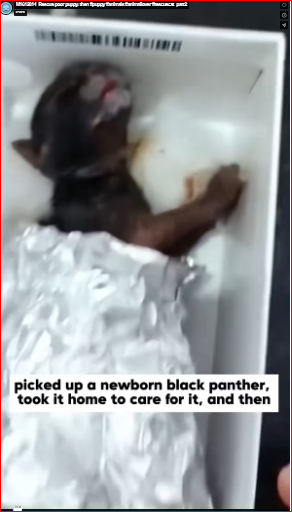 M1612014_Rescue poor puppy. then #puppy #animals #animallover #rescuecat_part2