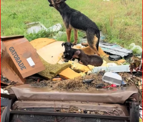 M1612015_story of mama her puppies surviving rainstorm, in pil…_part2