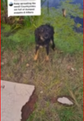 M1612016_Replying to @dassokay just found little guy today #straydog #a…_part2