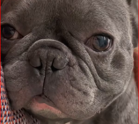 M1612017_My boyfriend is mesmerized by little dog, then…#rescuedog_part2