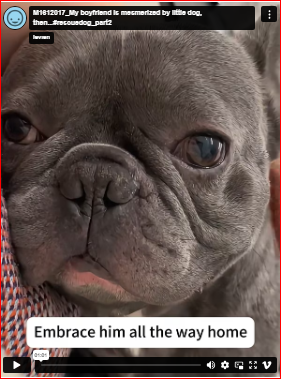 M1612017_My boyfriend is mesmerized by little dog, then…#rescuedog_part2