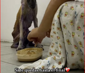 M1612025_#refugiodeanimales #ayuda #paratii #infection #amorperruno #fyp #dog…_part2