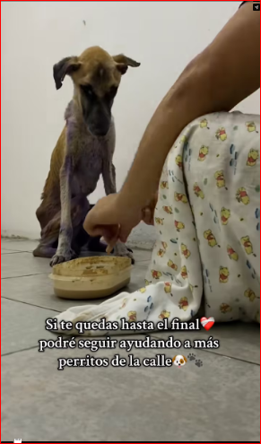 M1612025_#refugiodeanimales #ayuda #paratii #infection #amorperruno #fyp #dog…_part2
