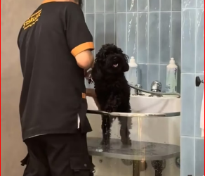 M1612026_Someone abandoned dog on road brought it home #animals…_part2