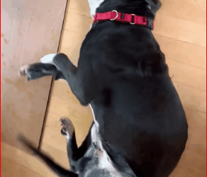 M0112011_Mother Heartbroken Seeing PitBull Dog Seizure Strong Painful Dang…_part2