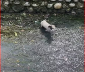 M1612028_Poor dog #dog #trending #xuhuong #fyp #pet (1)_part2