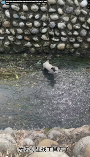 M1612028_Poor dog #dog #trending #xuhuong #fyp #pet (1)_part2