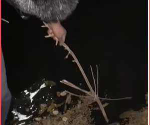 M1612029_#dogpoor #dogvideo #dogcutevideos #dogs #poordog_part2