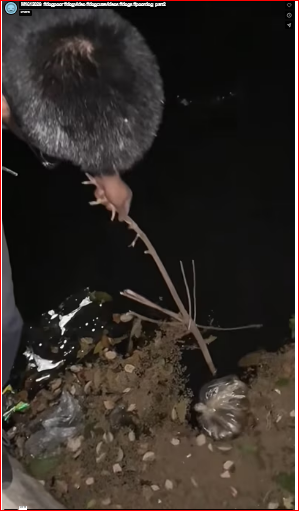 M1612029_#dogpoor #dogvideo #dogcutevideos #dogs #poordog_part2