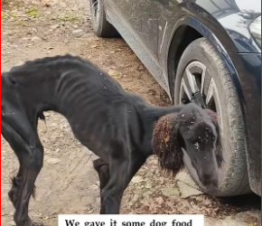 M1612022_We spotted an extremely skinny, abandoned dog it walked away as s…_part2