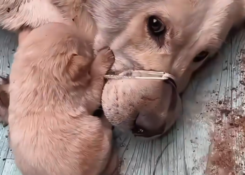 M1412007_rescue gaze of dog mother attracted me, then…#rescue…_part2