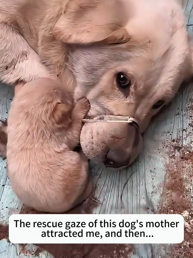 M1412007_rescue gaze of dog mother attracted me, then…#rescue…_part2