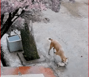 M0112012_Omg my puppy #animals #dogs #dogsoftiktok #wildanimals #wildlife_part2