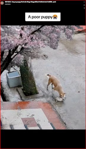 M0112012_Omg my puppy #animals #dogs #dogsoftiktok #wildanimals #wildlife_part2