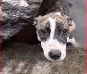 M0112013_#dog #dogsoftiktok #poordog #rescuedog_part2