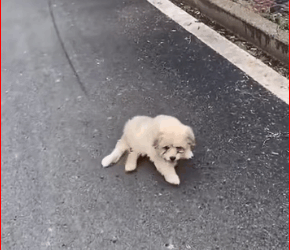 M0112015_#dog #rescuedog #poordog #fyp_part2