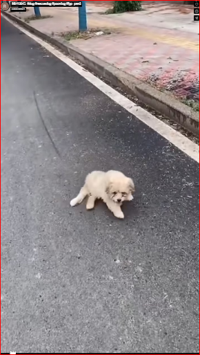 M0112015_#dog #rescuedog #poordog #fyp_part2