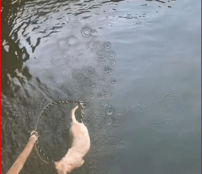 M0112016_Today, while was out walk, suddenly discovered dog h…_part2