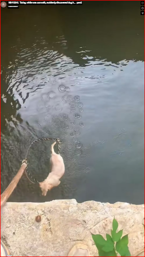 M0112016_Today, while was out walk, suddenly discovered dog h…_part2