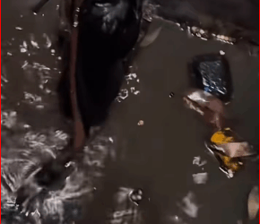 M0112019_#poorcat #catvideo #animalrescue #catsoftiktok #catlover_part2