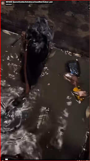 M0112019_#poorcat #catvideo #animalrescue #catsoftiktok #catlover_part2