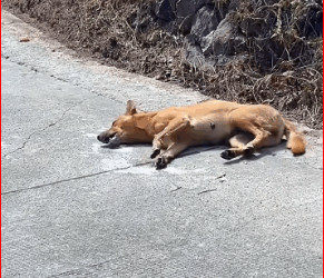 M0112020_#poordog #doglover #dog #dogsoftiktok_part2