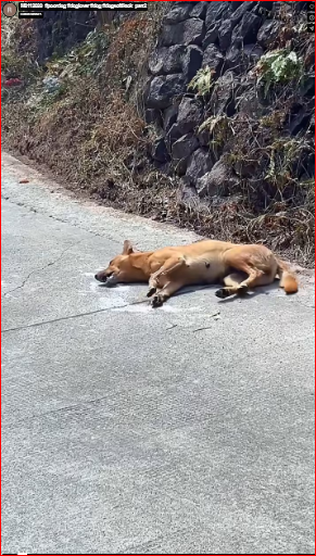 M0112020_#poordog #doglover #dog #dogsoftiktok_part2