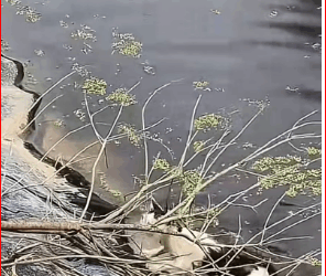 M0112021_It really unfortunate it fell down there it would be very dan…_part2