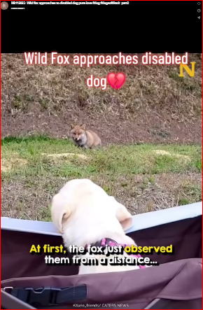 M0112023_Wild fox approaches to disabled dog pure love #dog #dogsoftiktok_part2