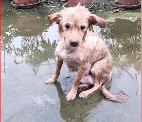 M3011001_In front of my house, there is dog, completely wet, probably due to…_part2