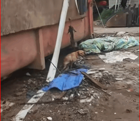 M3011004_It looks so pitiful really want to help, but don know how. Wit…_part2