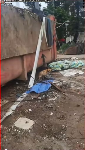 M3011004_It looks so pitiful really want to help, but don know how. Wit…_part2