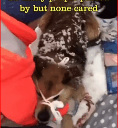 M0112024_poor abandoned dog in snow #dog #dogs #dogsoftiktok #goviral #tik t…_part2