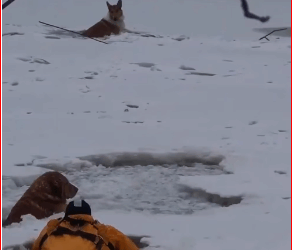 V2911026_dogs trapped on an icy river, struggling their lives……_part2