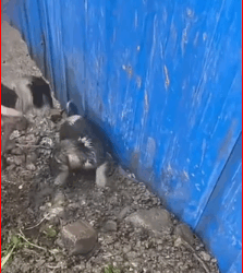 M0112026_Would you do same #dog #new #sad #Emotional #viral #animals #ba…_part2