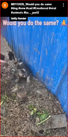 M0112026_Would you do same #dog #new #sad #Emotional #viral #animals #ba…_part2