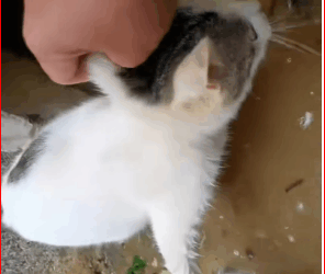 M0112027_mama cat was giving birth in drainpipe when flood hit…#…_part2