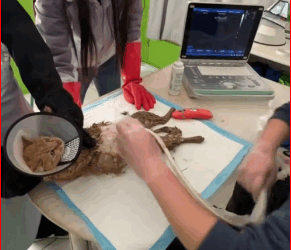 M0112028_helped cat mother give birth smoothly.#rescue #rescueanimals #ani…_part2