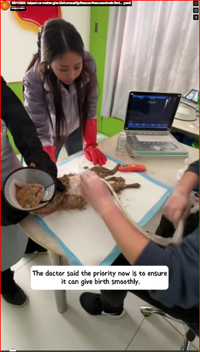 M0112028_helped cat mother give birth smoothly.#rescue #rescueanimals #ani…_part2