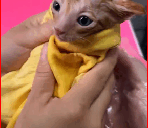 M0112029_Poor kitten #Rescue #animal #fyp #Rescueanimals #kitten_part2