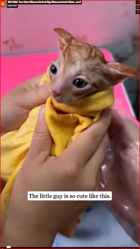 M0112029_Poor kitten #Rescue #animal #fyp #Rescueanimals #kitten_part2