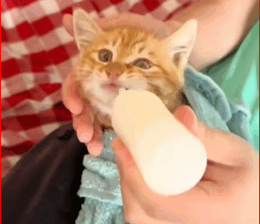 M0112030_found little cat huddled in corner.#fyp #Rescue #animal #kitt…_part2