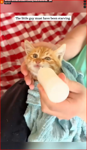 M0112030_found little cat huddled in corner.#fyp #Rescue #animal #kitt…_part2