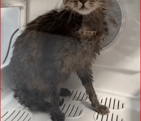 M0112031_found bag in river.#fyp #Rescue #animal #kitten_part2